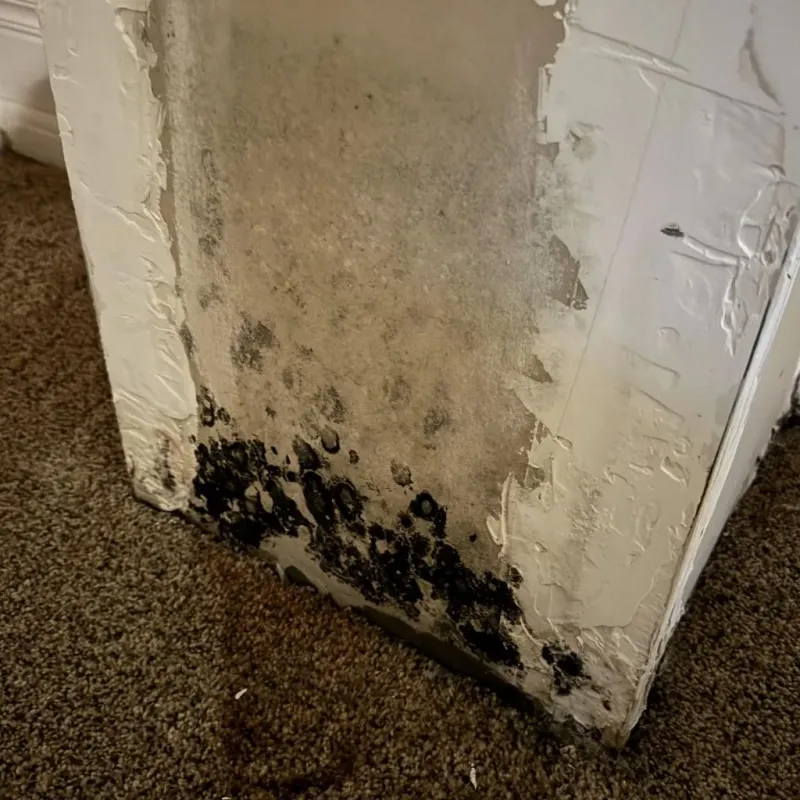 Professional Mold Removal in Smithville, TN